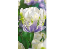 32510, 10 Tulipa WHITE LIZARD-2��, 357���.jpg