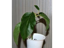 Juanolloa Mexicana-200 ���.