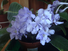 Heartland`s Petticoat.jpg