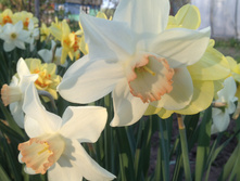 ���� ��� �������� "B"