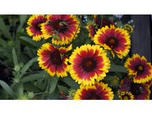 ��������� ������� ���