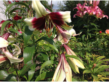 ����� ���� ����