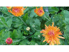 ����������� ����