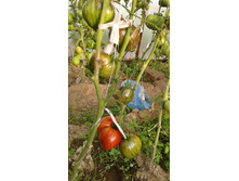 Crushed Heart (���������� ������)