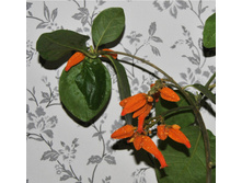 Juanolloa Mexicana-200 ���.