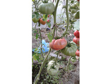 ���.��������