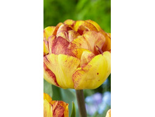 33210, 10 Tulipa Sundowner-2��, 295���.jpg