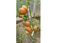 ������ ������ �� ������� ���������