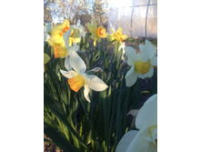 ���� ��� �������� "B"