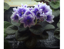 ��-����� �����.jpg