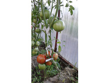 �������� ��������