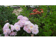 ������� ���