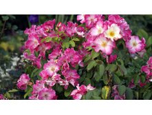 ����� (Liola)