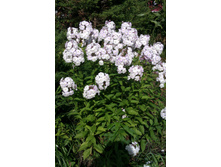 ����� ������ 2-3 ������ 30 ���