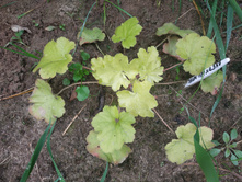 ���� ��������