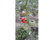 ���� �����