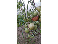 ��� ����������