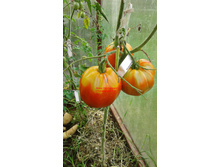 �������� �������