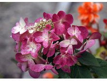 ��������� ������� ���