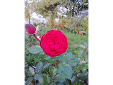 IMG 20190911 183150.jpg