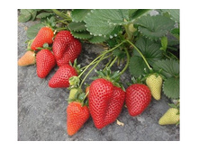 �������� ������ ���-����� 92��� (�������� 3��).jpg