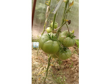 ���� ��������