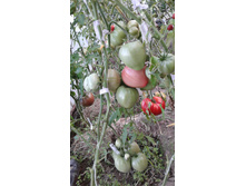 ��� �����������