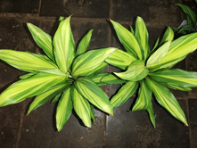 ��������� ����