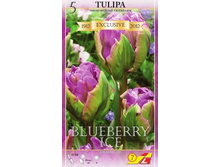 36420, 5 Tulipa BLUEBERRY ICE-3�� 257���.jpg