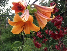 ����� ������� ����