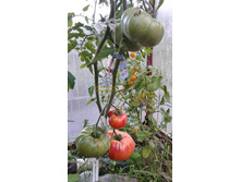 ������������ �������