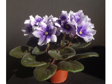 ��-����� ������.jpg