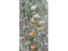 �������� ��������� ��������