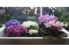 ���� �����.jpg