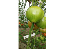 Hamevs German Oxheart, �����