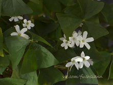 ������� � ������ �������