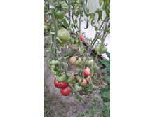 ������� �� ������