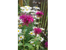 �������  30-50 ���