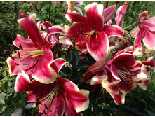 ����� �������  ����