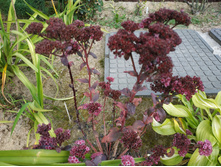 IMG 20190907 130208.jpg