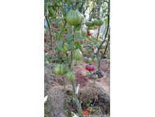 ��� �����