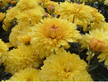 ���������� ���������������