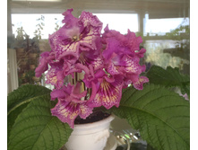 DS-���������� ��������1.jpg