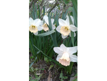 ���� ��� �������� "�"