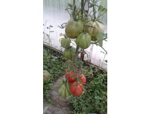 �������� �� �������