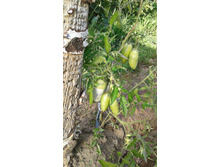 ��������� ����