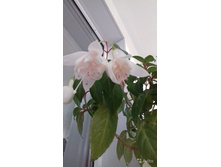 ������ ����� (�/�)