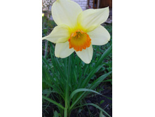 �������� Quirinus