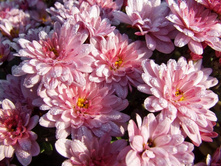 ��������� �������