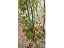 ��������� ������� �� ����